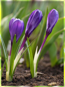 Первые крокусы