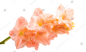 Ветка гладиолуса