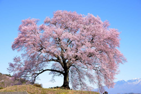 Вишня в цвете