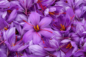 Цветущие крокусы