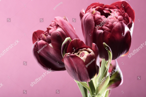 Розовые тюльпаны