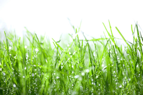 Роса на траве