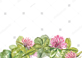 Цветущий клевер