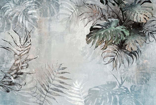 Монстера светлая