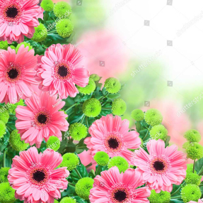 Цветущие герберы