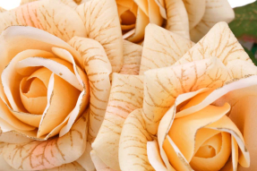 Розы с рисунком