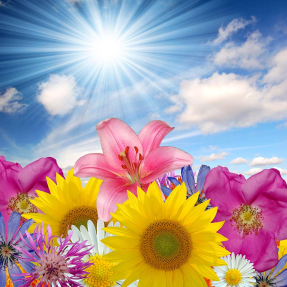 Цветы под небом