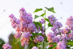 Ветки сирени