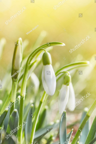 Подснежник