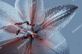 Лилия с каплями росы