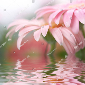 Герберы над водой