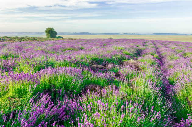 Лавандовое поле