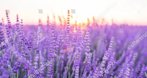 Лавандовое поле