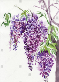 Акварельная глициния