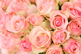 Розовые розы