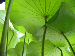 Листья лотоса