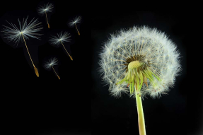 Одуванчик на черном фоне