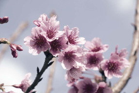 Цветы вишни