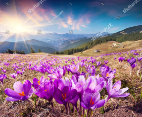 Альпийские крокусы