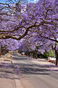 Цветущие деревья