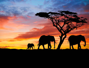 Картины Слоны на закате