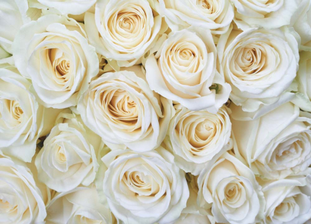 Белые розы 360х260 Глянец