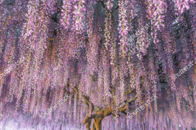 Дерево глицинии