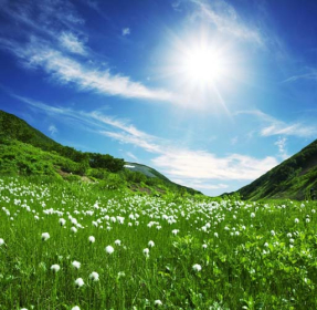 Белые цветы на поле в горах