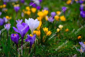 Крокусы в зелени