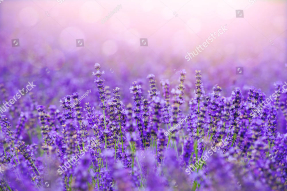 Поле лаванды