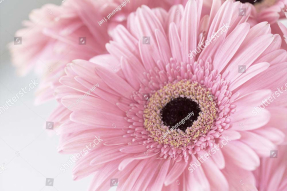 Нежные герберы