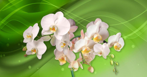 Орхидея на зеленом фоне