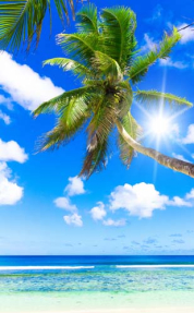 Пальмы над морем