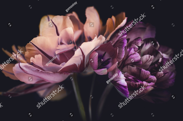 Букет тюльпанов