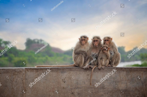 Обезьянки