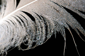 Перо и капли росы