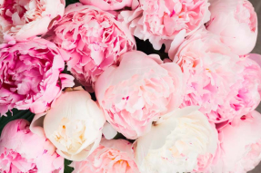 Охапка пионов