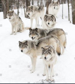 Стая волков