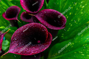 Бордовые каллы