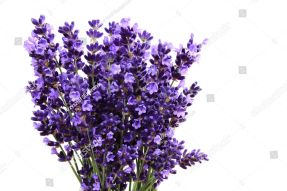 Букет лаванды