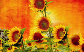 Подсолнухи