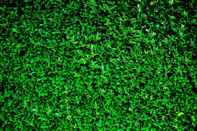 Зеленый ковер