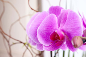 Орхидея с размытым планом