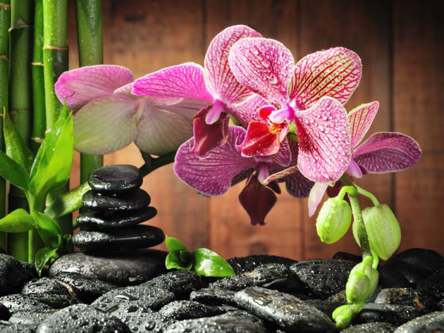 Орхидея в камнях