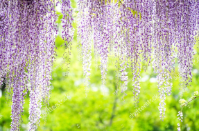 Свисающая глициния