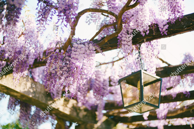 Ветки глицинии