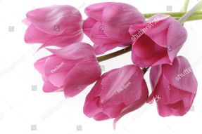 Нежные тюльпаны