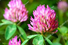 Цветы клевера