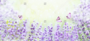 Лаванда и бабочки