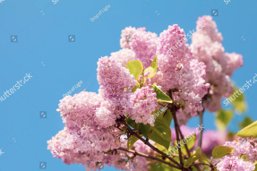 Ветки сирени